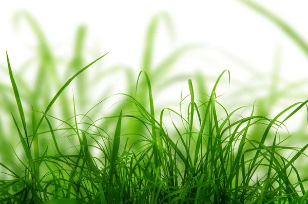 Green fresh grass — Stock Photo, Image