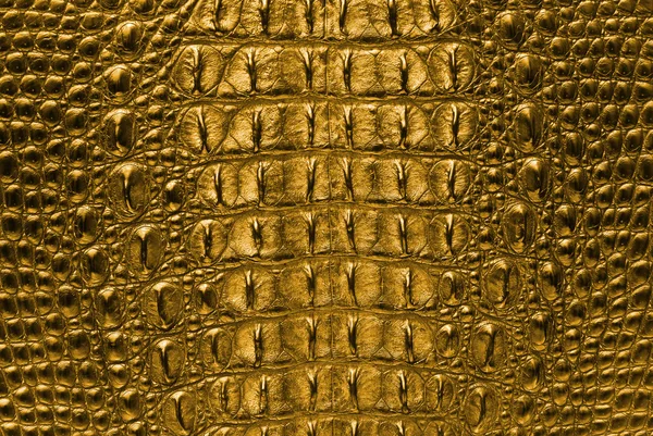 Gold Crocodile bone skin — Stock Photo, Image