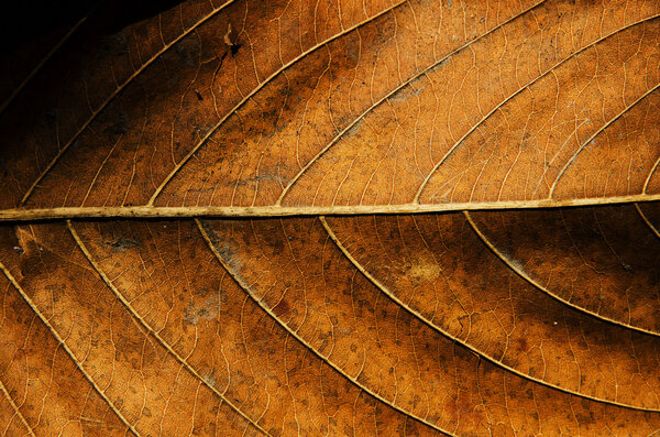 Dried leaf texture