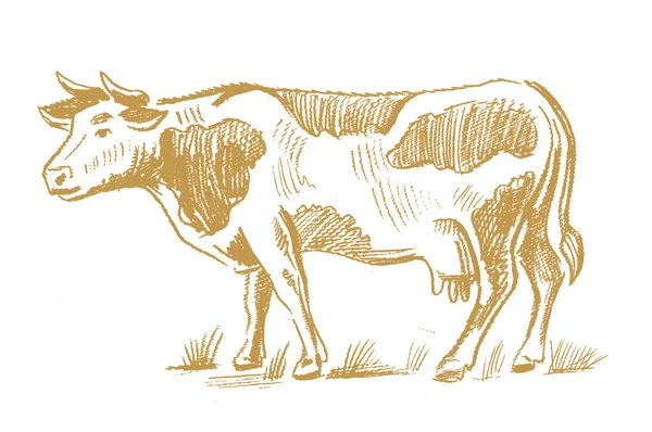 Garabato de vaca sobre blanco — Archivo Imágenes Vectoriales