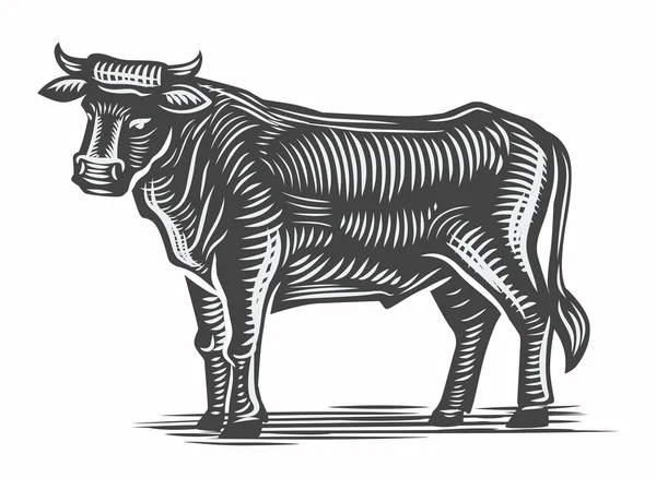 Hand drawn beef — Stock Vector