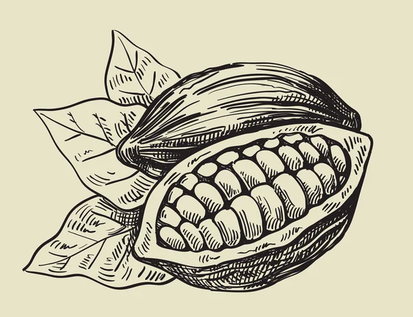 Какао-бобы — стоковый вектор