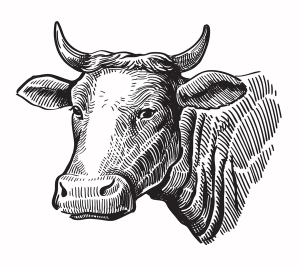 ベクトル黒牛 — ストックベクタ