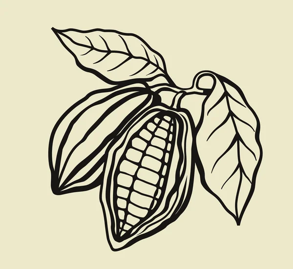 Zwarte cacao bonen — Stockvector