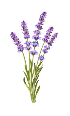 vector lavender background clipart