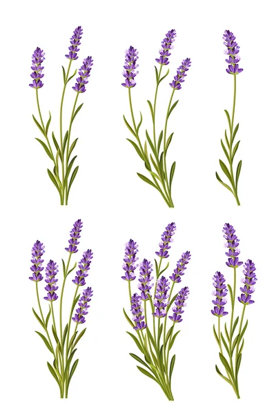 Vector lavender background — Stock Vector