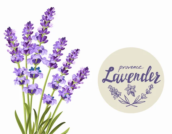 Vector lavender background — Stock Vector