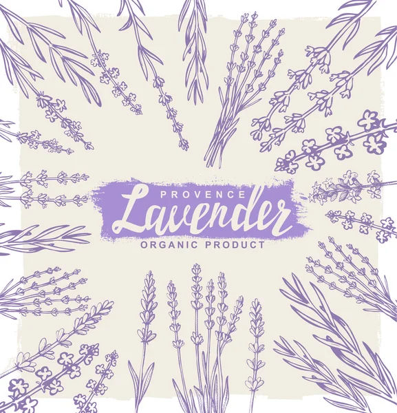 Vektor Lavendel Set — Stockvektor