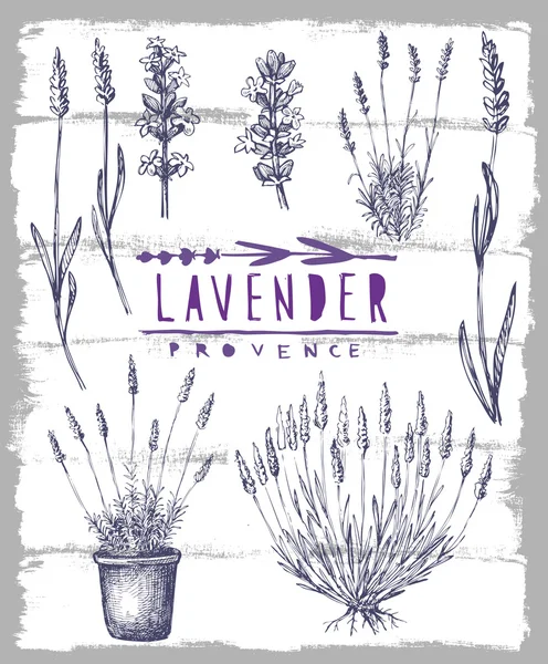 Vector lavender set — Stock Vector