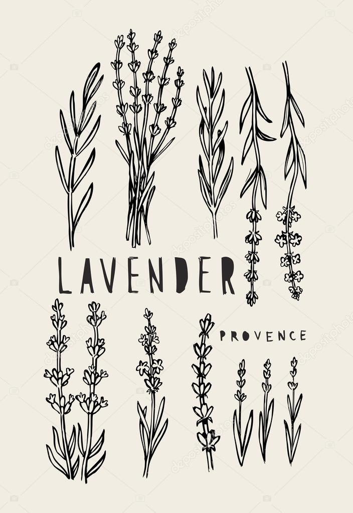 vector lavender set