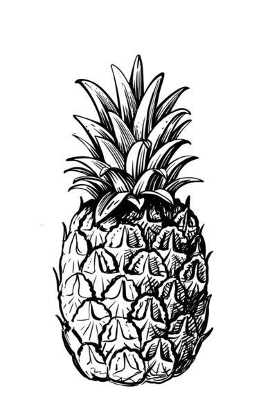菠萝，白色背景，叶型素描型 — 图库矢量图片