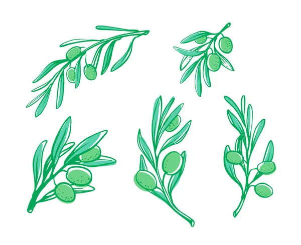 Olivové větve skica styl na bílém — Stockový vektor