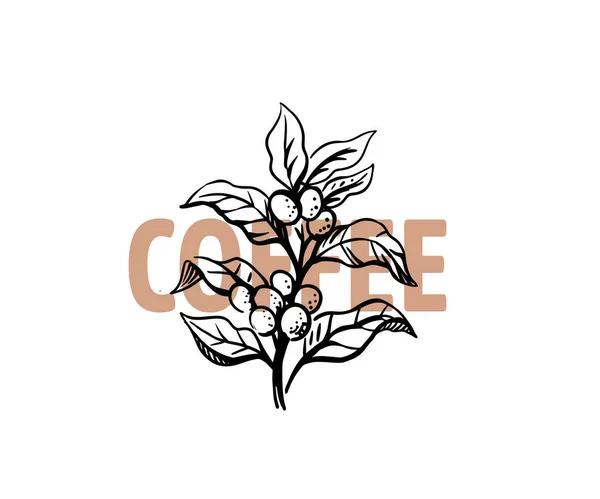 Coffee outline branch with text — Stock Vector