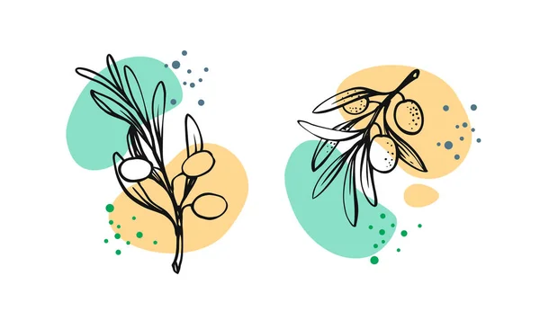 Zeytin dalları beyaz üzerine çizim biçimi — Stok Vektör