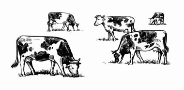 İnekler çayır çizim tarzında otlar.