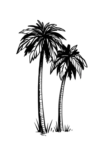 Tropical coconut palm trees. Black and white hand drawn vector. — Stock Vector