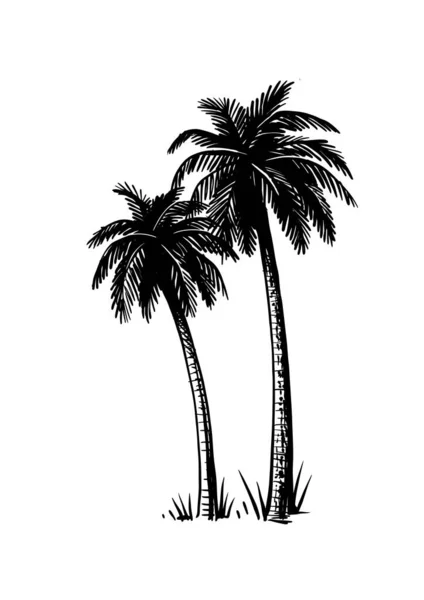 Tropische kokospalmen. Zwart-wit handgetekende vector. — Stockvector