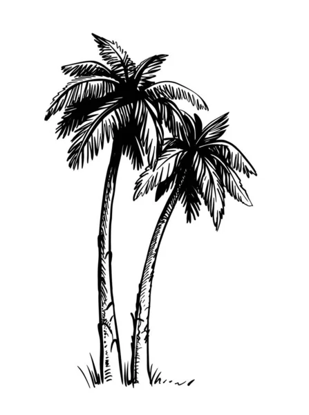 Tropical coconut palm trees. Black and white hand drawn vector. — Stock Vector