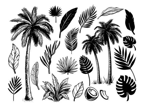 Tropical coconut palm trees. Black and white hand drawn vector. — Stock Vector