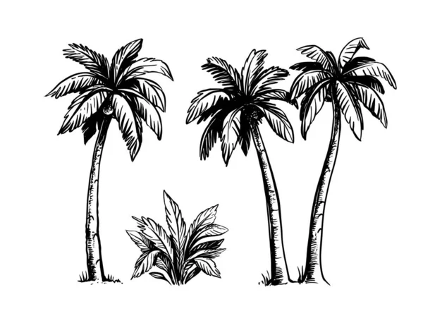 Tropical coconut palm trees. Black and white hand drawn vector. — Stock Vector
