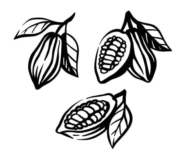 Frutos de cacao en rama, vector de boceto. — Vector de stock