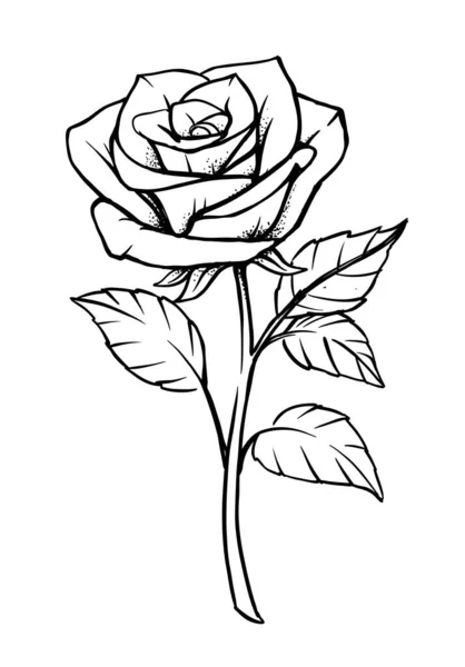 Rose vector aislado sobre fondo blanco. — Archivo Imágenes Vectoriales