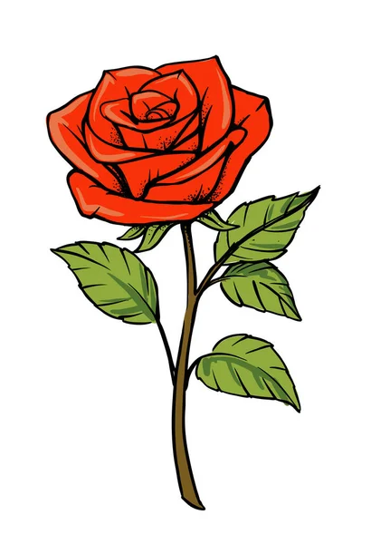 Red rose vector Isolated on white background. — Stock Vector