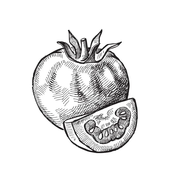 Dessiné à la main de tomate — Image vectorielle