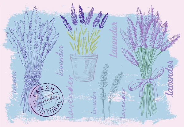 Illustratie van lavendel — Stockvector