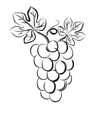 üzüm vektör