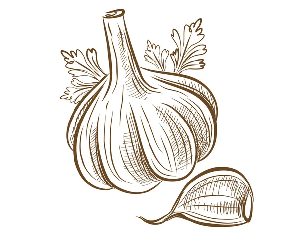 Picture of garlic — Stock Vector
