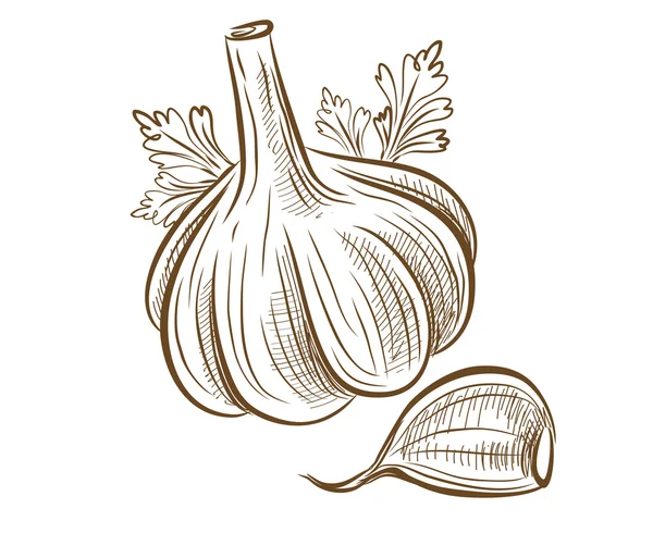 Bild von Knoblauch — Stockvektor