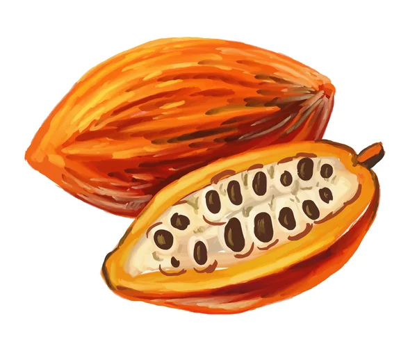 Изображение какао — стоковый вектор