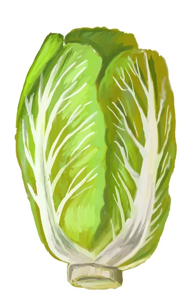Малюнок китайської капусти — стоковий вектор