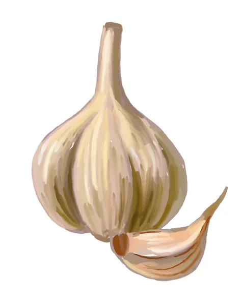 Bild von Knoblauch — Stockvektor