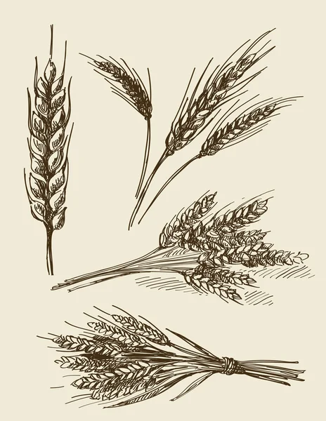 Disegno di orecchie di grano disegnato a mano — Vettoriale Stock