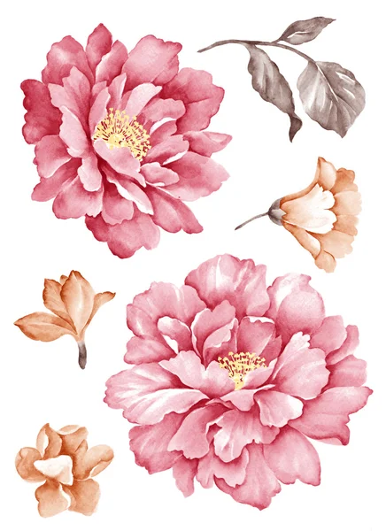 Illustration flower set — Stock Photo, Image