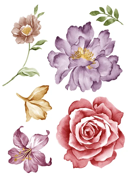 Illustrazione fiore set — Foto Stock