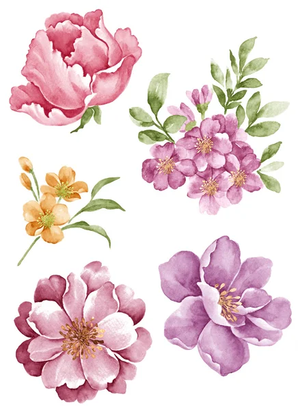 Illustratie bloem set — Stockfoto