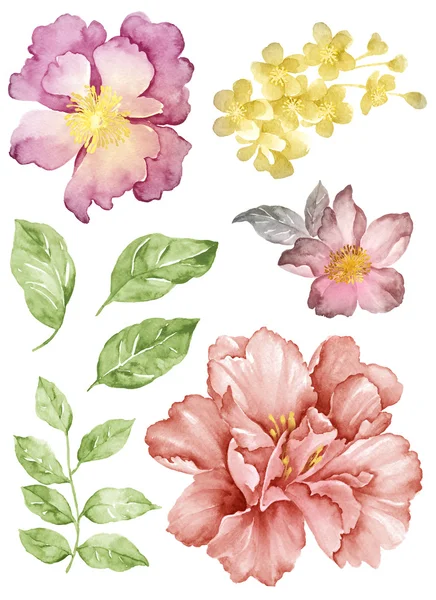 Illustration flower set — Stock Photo, Image