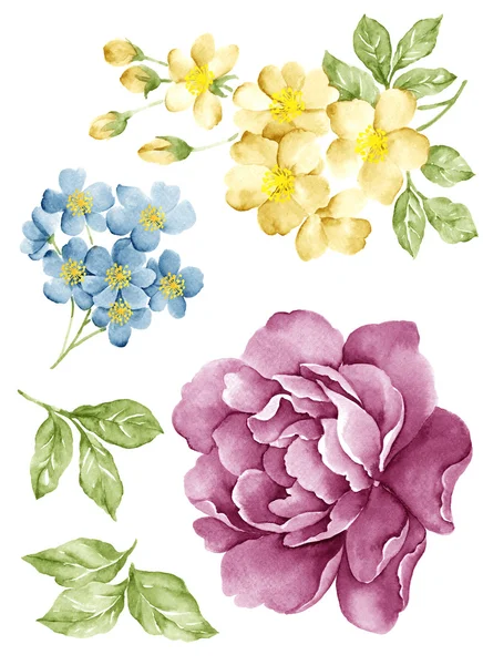 Illustration flower set — Stockfoto