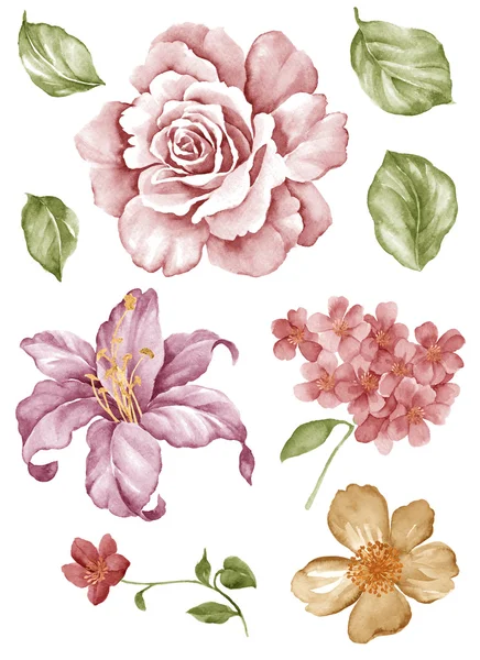 Conjunto de flores ilustração — Fotografia de Stock