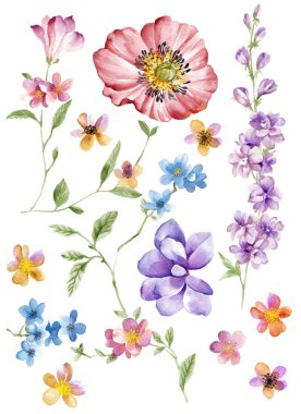 suluboya illüstrasyon çiçeği basit beyaz arkaplanda ayarlandı