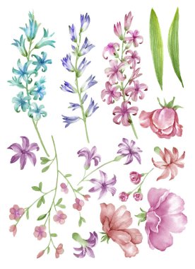 suluboya illüstrasyon çiçeği basit beyaz arkaplanda ayarlandı