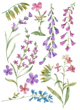 suluboya illüstrasyon çiçeği basit beyaz arkaplanda ayarlandı