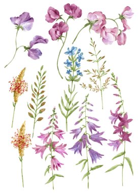 suluboya illüstrasyon çiçeği basit beyaz arkaplanda ayarlandı