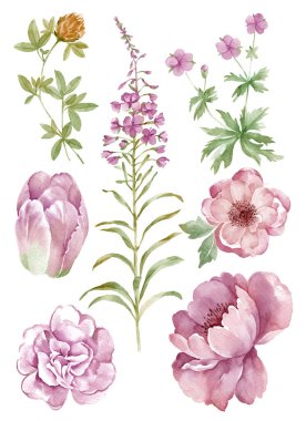 suluboya illüstrasyon çiçeği basit beyaz arkaplanda ayarlandı