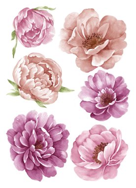 suluboya illüstrasyon çiçeği basit beyaz arkaplanda ayarlandı