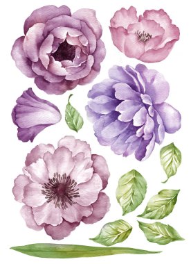 suluboya illüstrasyon çiçeği basit beyaz arkaplanda ayarlandı