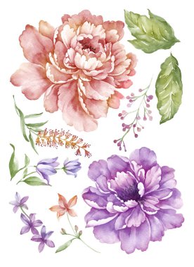 suluboya illüstrasyon çiçeği basit beyaz arkaplanda ayarlandı